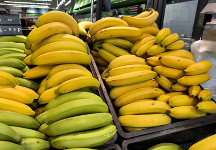 Стало известно, когда поспеют бананы, которые начали выращивать в Сочи