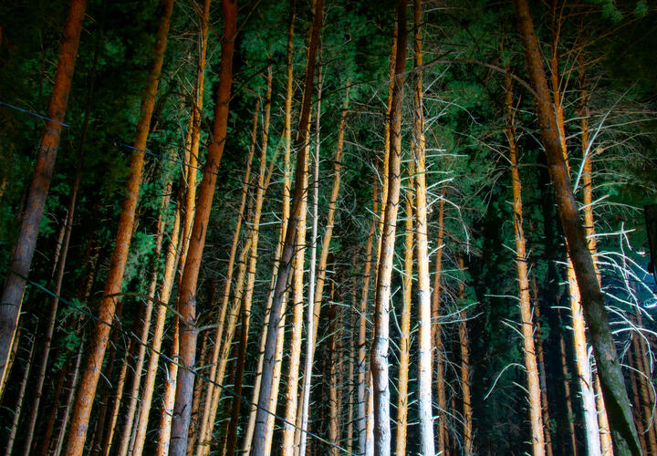 Успел отправить скрин с местоположением: сразу два туриста потерялись в ночном лесу Сочи