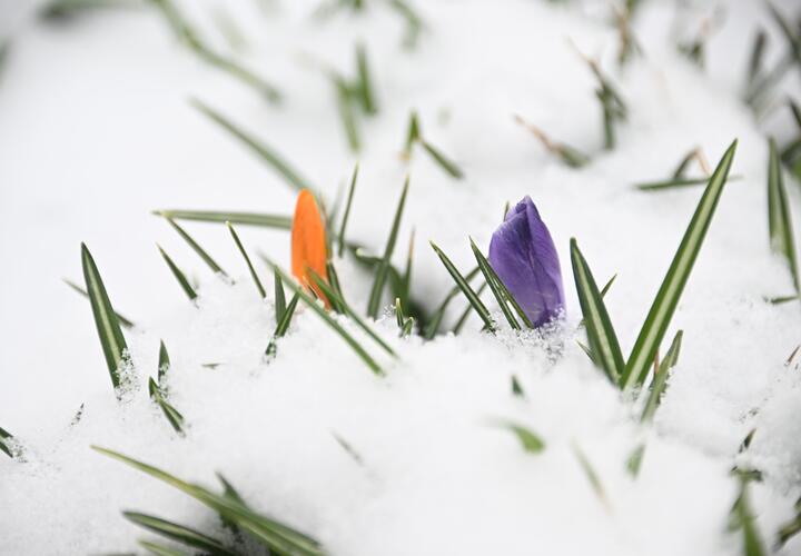 В горах Сочи высота снега достигла 40 сантиметров 