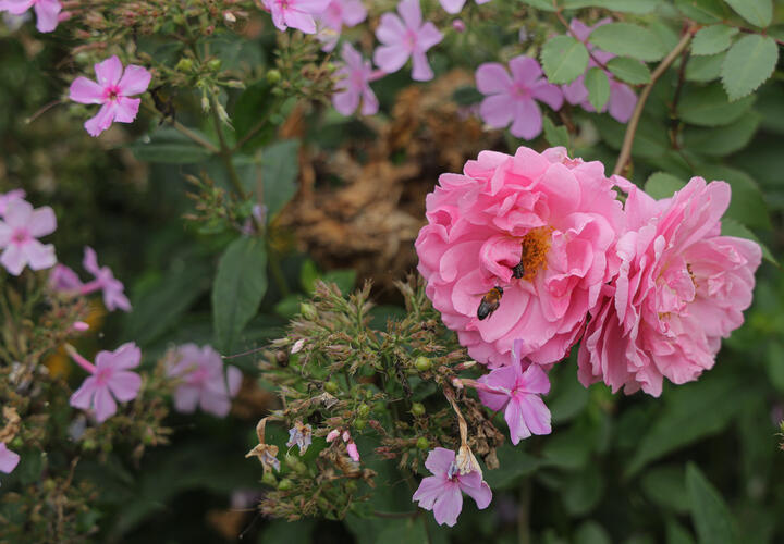 Кубанцы смогут приобрести все для подготовки к новому дачному сезону