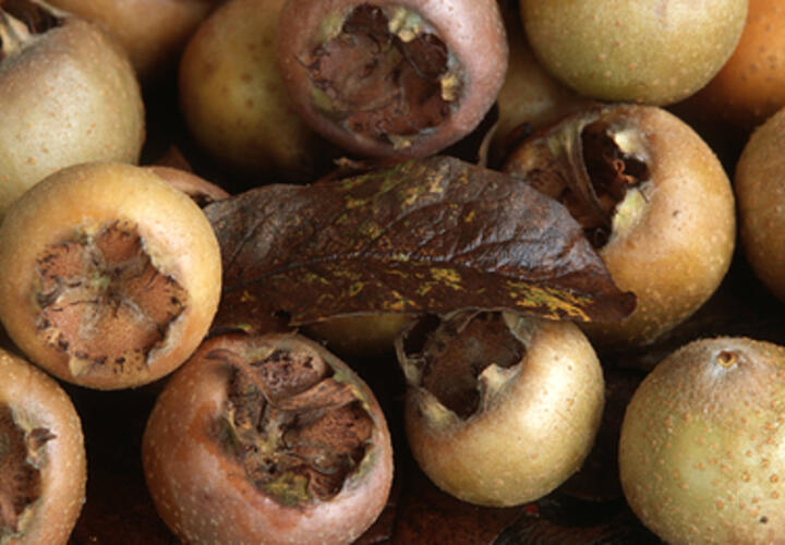 В Краснодарском крае созрели плоды экзотической мушмулы