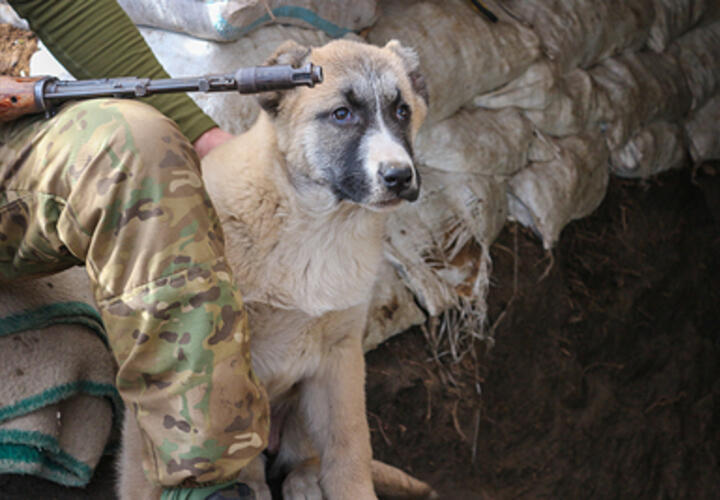 В Сочи огромный алабай искусал двоих детей