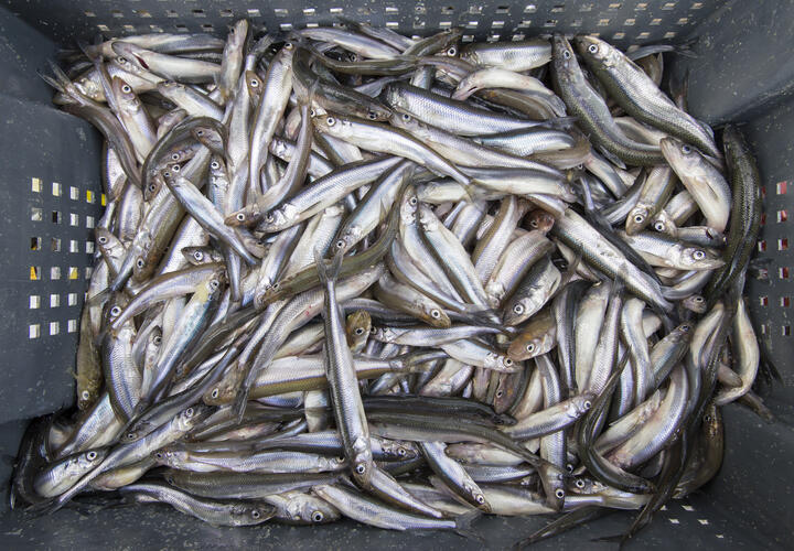 Сотрудники полиции выясняют, откуда мужчина вёз 220 мешков тюльки и ящики саргана