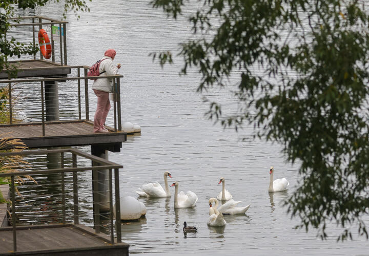 Рейтинг наиболее популярных материалов «Живой Кубани» за минувшие 7 дней