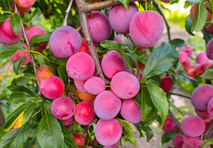 Врач рассказала, чем полезны и вредны сливы