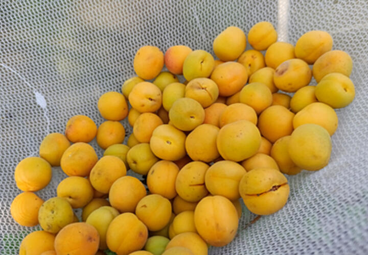 Врач рассказала об опасности абрикосовых косточек