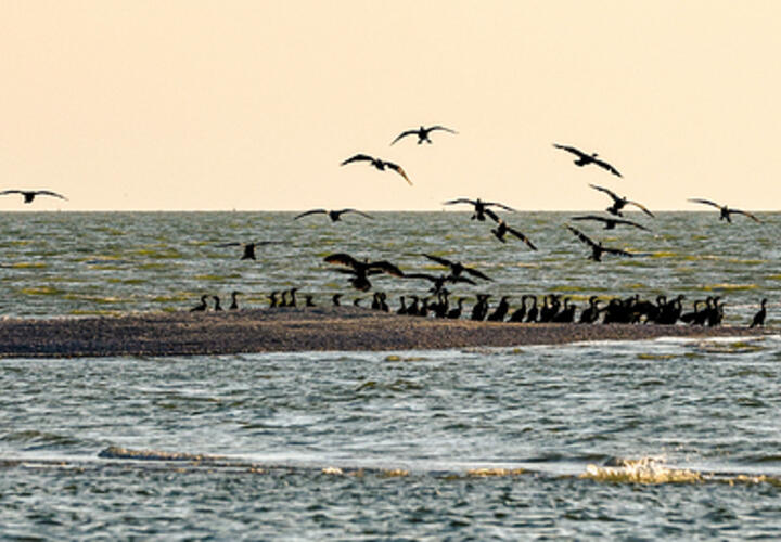 Дешевое электричество ученые предлагают вырабатывать на Азовском море