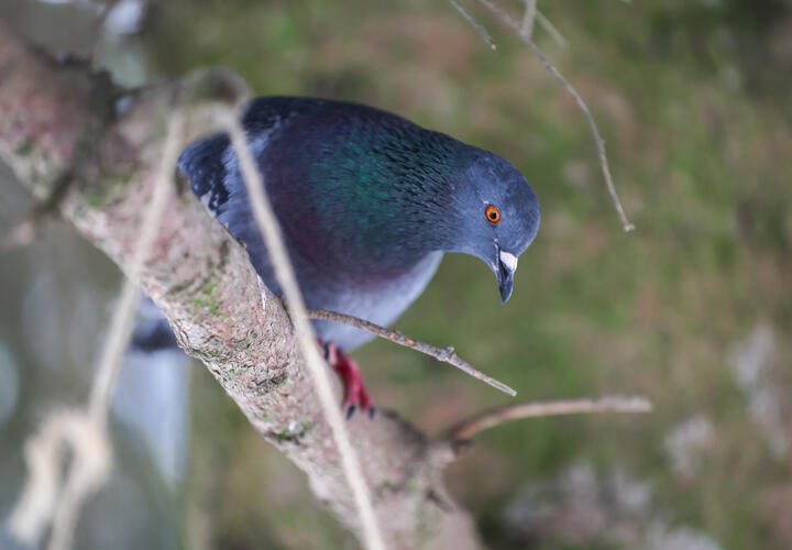 Технология усиливает естественные реакции птицы