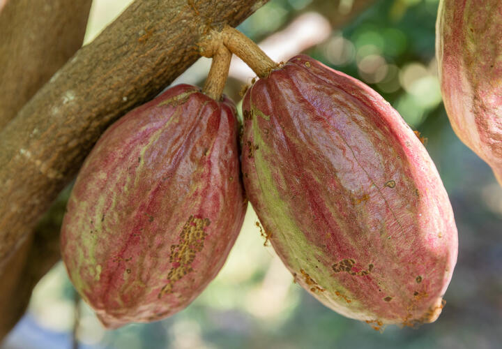 Интересный факт: какао спасёт от негативных последствий сидячего образа жизни