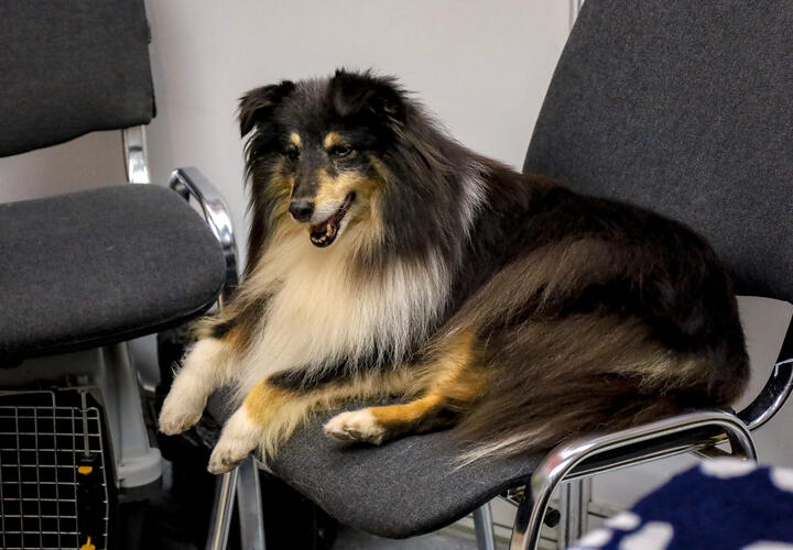 Эти четвероногие друзья человека не только выделяются своим умом, но и обладают высокой способностью к обучению