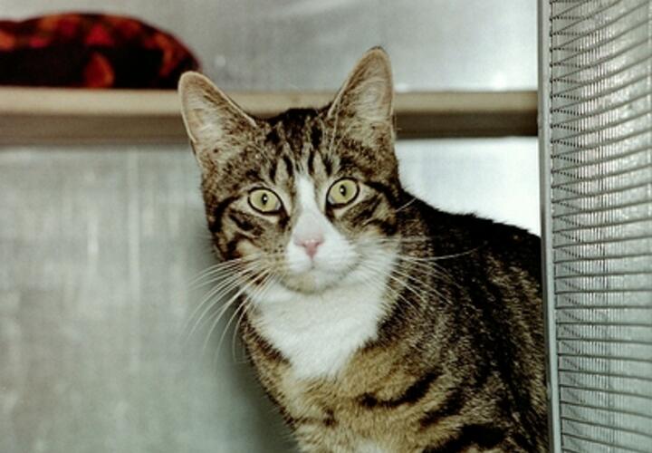 Кошка или собака: ученые выяснили, кто из них умнее