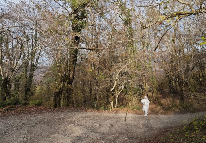 Лисы, еноты и волки: диких животных в лесах Сочи прививают от бешенства