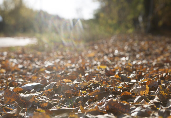 Менеджер известного банка украла у военного деньги, гигант высотой 33 метра рухнул в Сочи: ТОП-5 за 15 ноября 