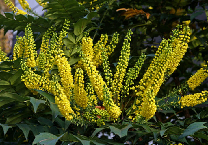 Неожиданно в парке Галицкого в Краснодаре зацвела Магония Биля