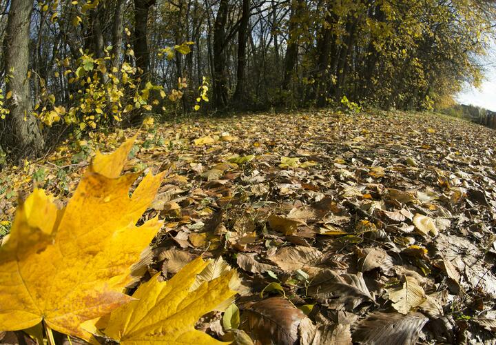 Жители Кубани радуются пока теплым погожим дням