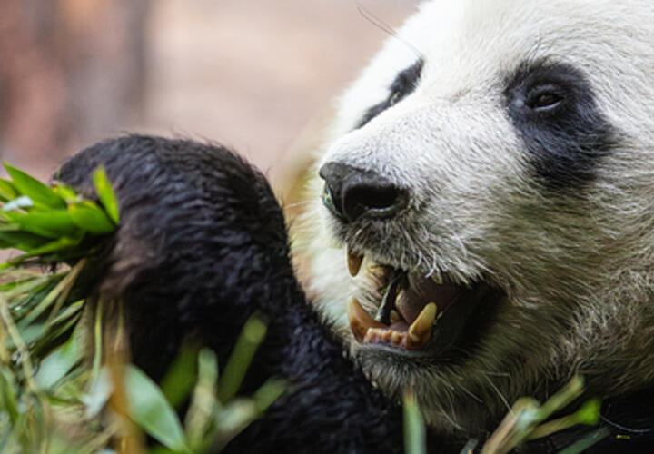 «Панда из ада»: на юге России обнаружены останки гигантского доисторического медведя