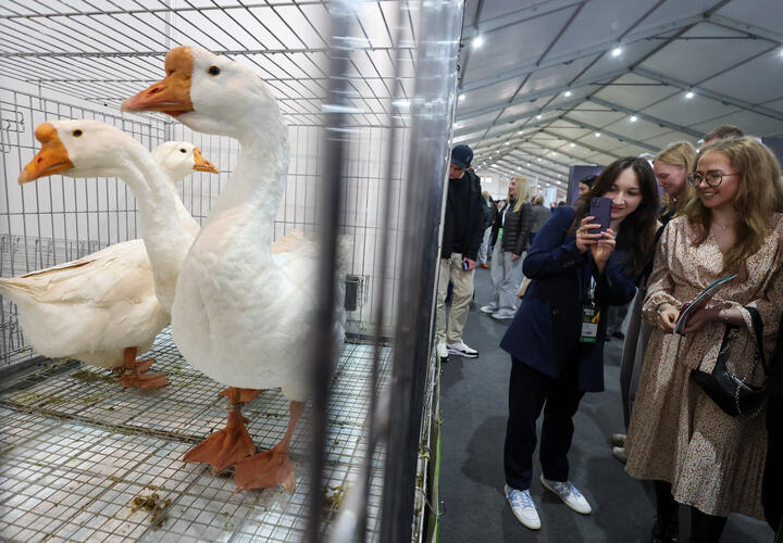 Перейдёт ли мутирующий птичий грипп на людей, ответили учёные