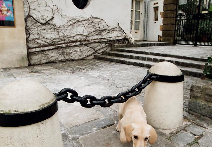 Под Краснодаром нашли измученную связанную собаку в крови, а рядом семь щенков; ушёл из жизни звезда российских сериалов: ТОП-10 за неделю