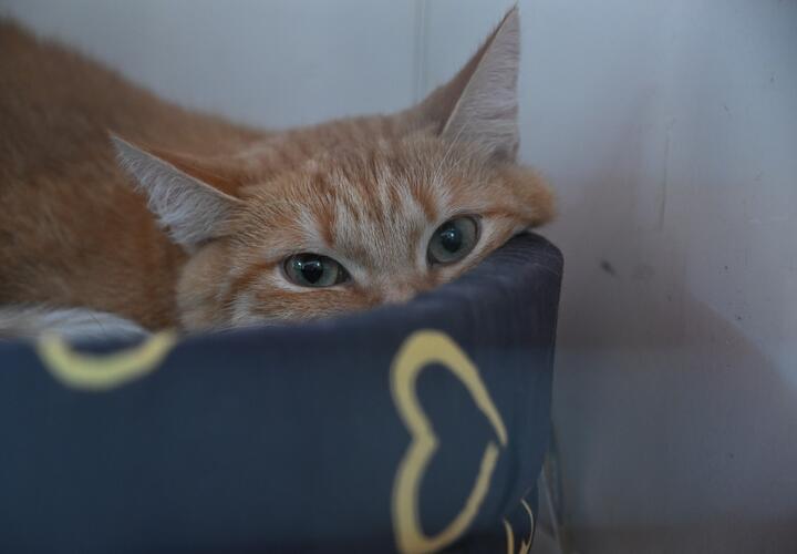 Погода в Краснодарском крае на выходные, к чему готовиться