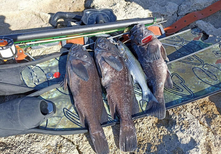 Ученые опасаются последствий для местных видов