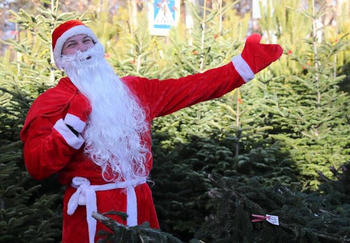 Стало известно, когда в Краснодаре заработают елочные базары