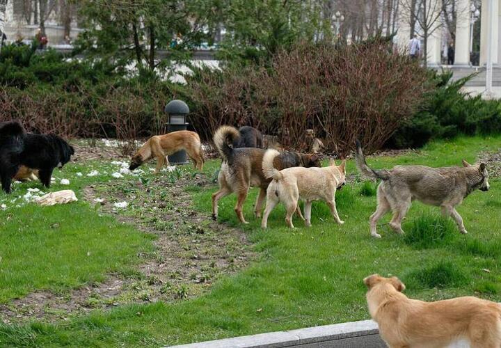 Стало известно, в каких районах Краснодара будут отлавливать бродячих собак