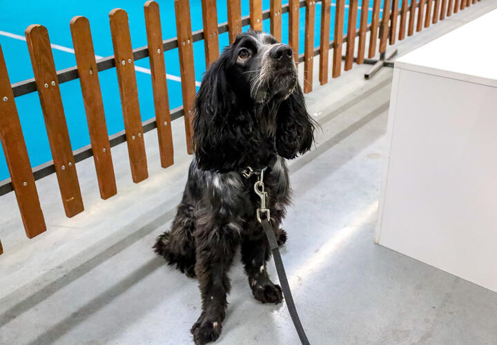 Полиция проводит проверку по факту жестокого обращения с животными