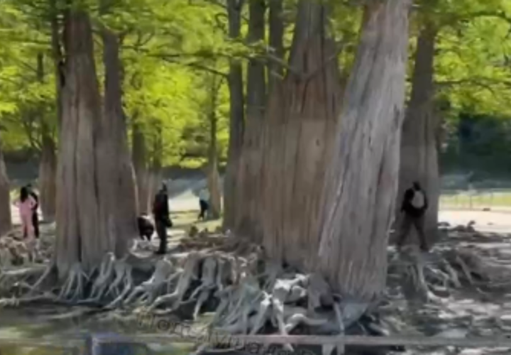 В Анапе появится вторая кипарисовая роща