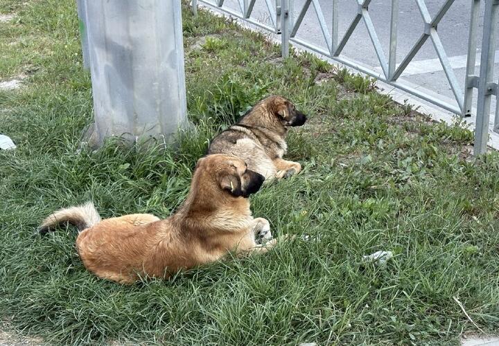 В Краснодаре начинается масштабный отлов уличных собак