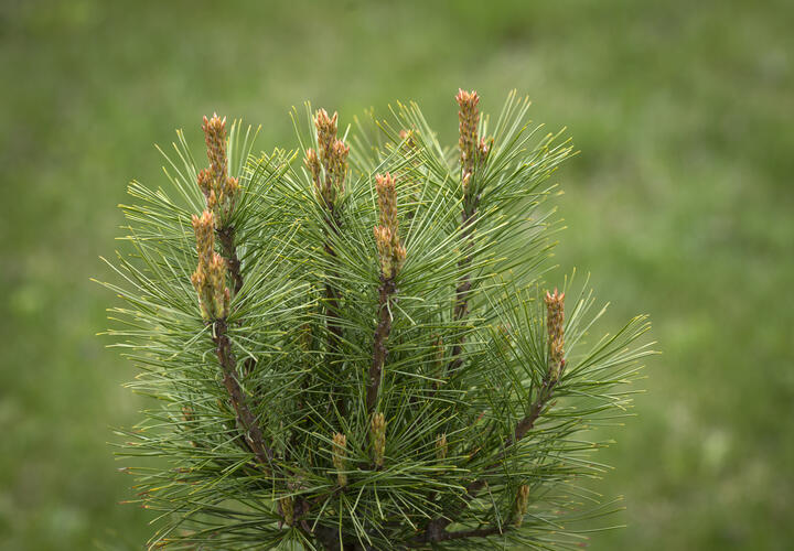 В Сочи началось пыление гималайского кедра. Чем это опасно?