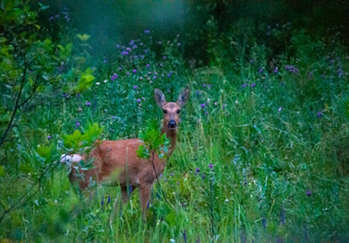 В Туапсинском районе Кубани в супермаркет забежала косуля