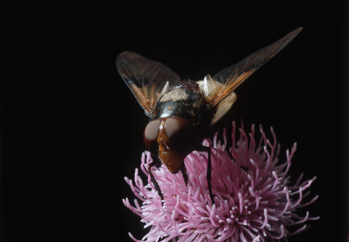 Эксперты настоятельно рекомендуют проводить комплексные обработки садов