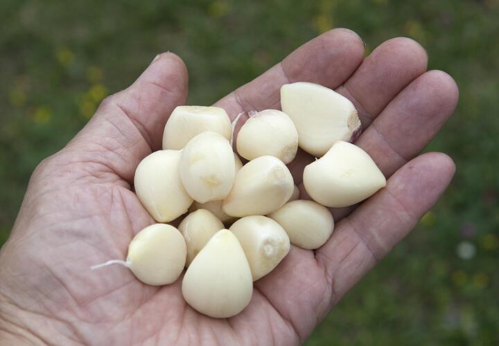 Жители Краснодарского края активно высаживают эту овощную культуру у себя на огородах