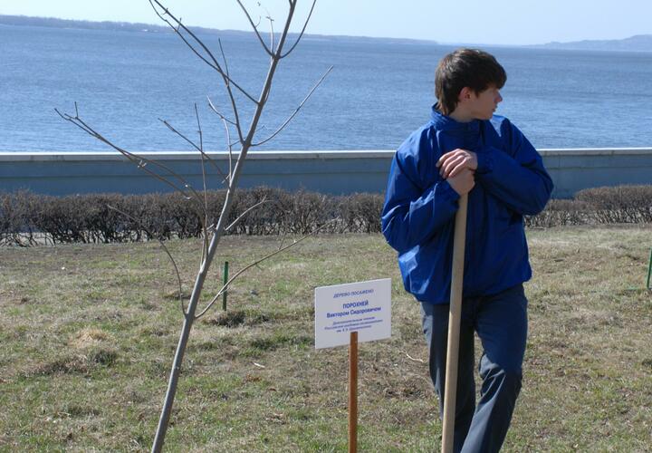 Деревья - не трогать: власти Новороссийска опубликовали жёсткие правила ухода за городской зеленью