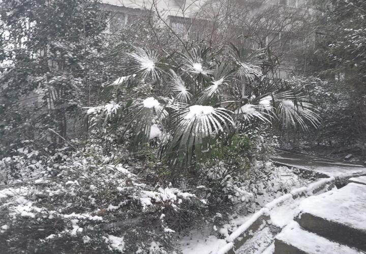 До 15 см снега: в Сочи готовятся к предновогодней непогоде