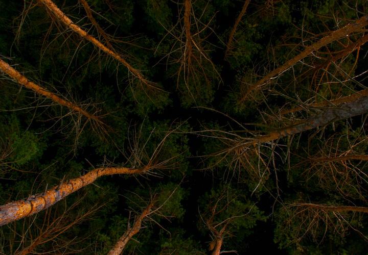 Две сочинки пошли гулять в лес и не вернулись