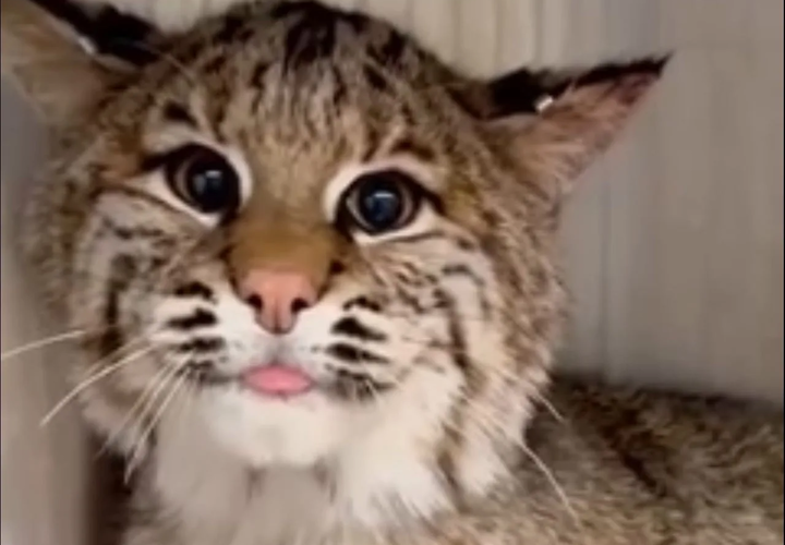 Двое рысят поселились в Кавказском заповеднике Сочи