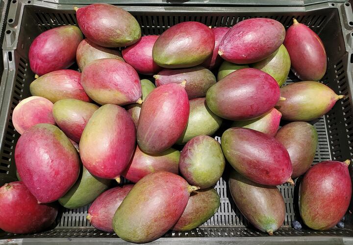 Рассказываем об уходе за растением