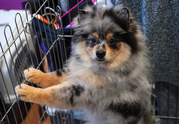 Кинологи назвали самую популярную породу собак у россиян в 2025 году