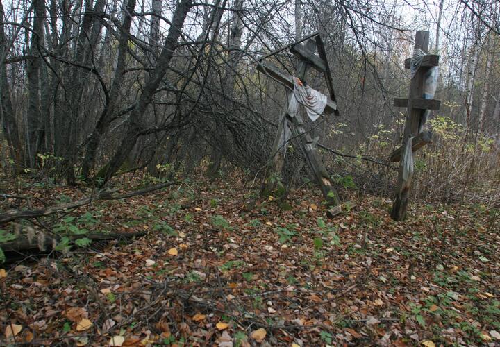 Почти все дубы и вековые деревья исчезли с территории 