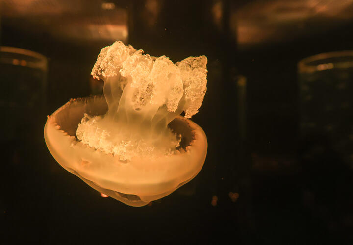 Лечить ожоги нужно с помощью ушастой медузы: к чему пришли учёные