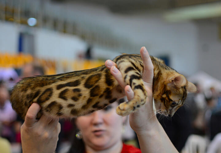 На Кубани аферистка продавала несуществующего бенгальского кота