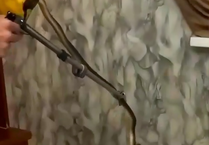 На Кубани ядовитая змея целый год прожила в доме и превратила жизнь хозяйки в кошмар