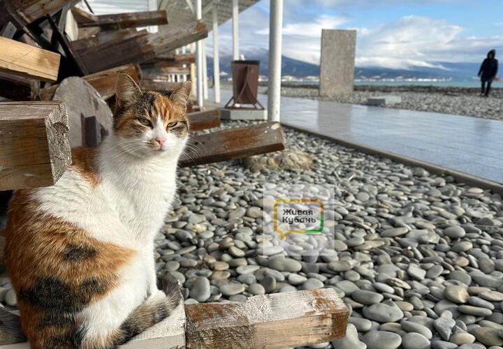 Неожиданная погода ждёт жителей краснодарского края на выходных