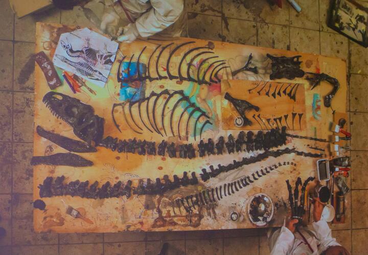 Новые следы динозавров обнаружили в Китае