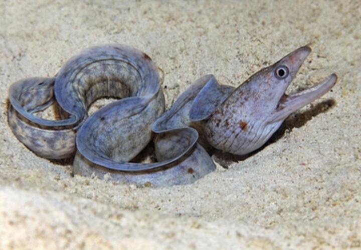 Огромная мурена напала на пловца в море 