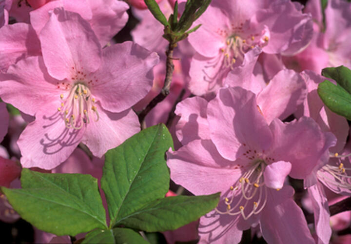 Прекрасен и ужасен: чем опасен рододендрон, распространенный на Черноморском побережье