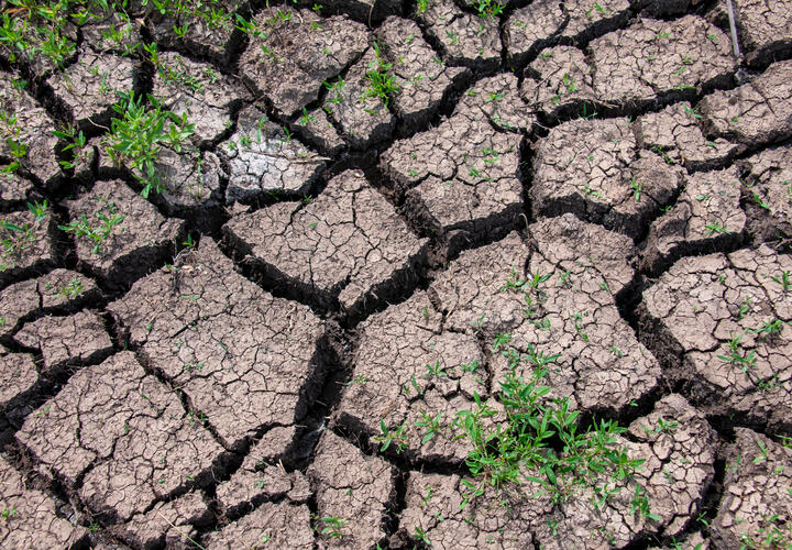 Фермер из Ленинградского района попросил помощь