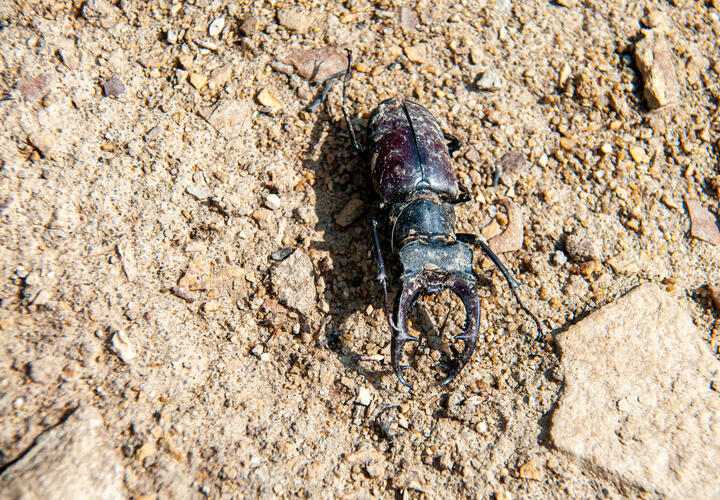 Отсутствие осадков привело к ощутимым потерям урожая