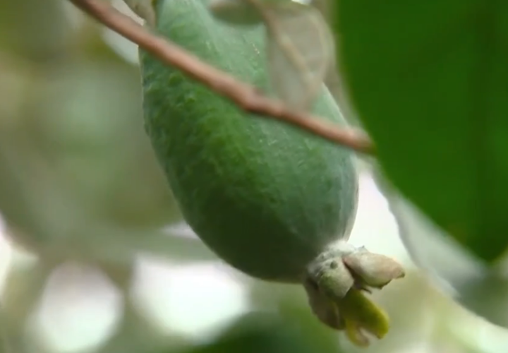 Сколько стоит экзотическая ягода фейхоа на Кубани, сбор которой завершен в регионе